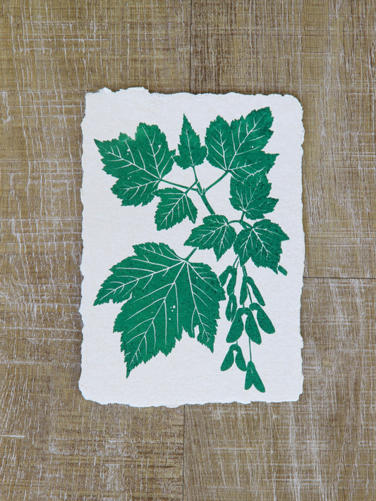Douglas Maple Art Note